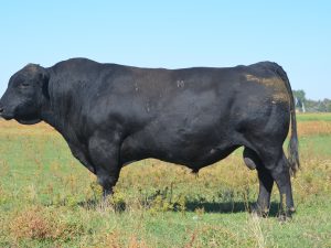 Haynes Upward 307R 032