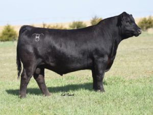 Cherry Crk Payweight C232 M