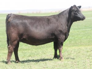 Cherry Crk Emily D296 M