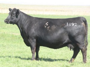 Cherry Crk Georgina 1192 M