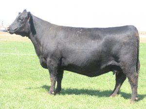 Cherry Crk Lass 3114 M