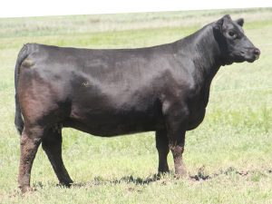 Cherry Crk Lass D191 M