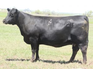 Cherry Crk Scarlet B215 M