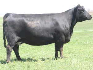 Cherry Crk Thunderella 1206M