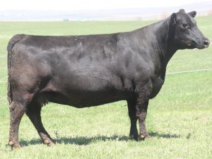 Cherry Crk Thunderella 257 M