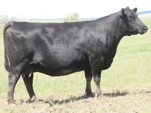 Cherry Crk Thunderella 7513M