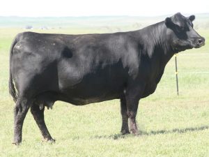 Cherry Crk Thunderella 956