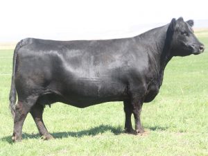 Ms CC Dianna 5372 0143M