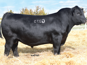 Cherry Crk Blue Collar G275